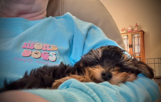 Yorkie Poo