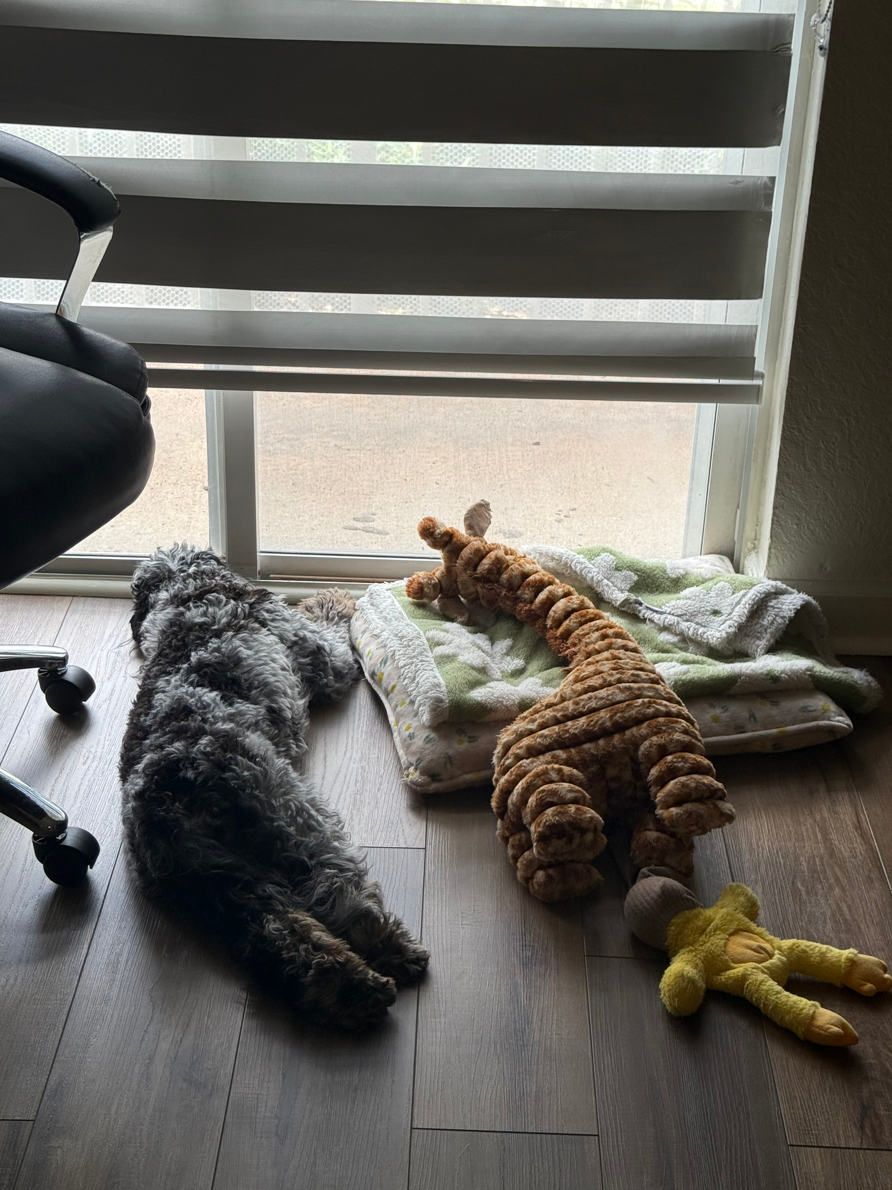 Hypoallergenic Cavadoodle Poodle Mix Puppy