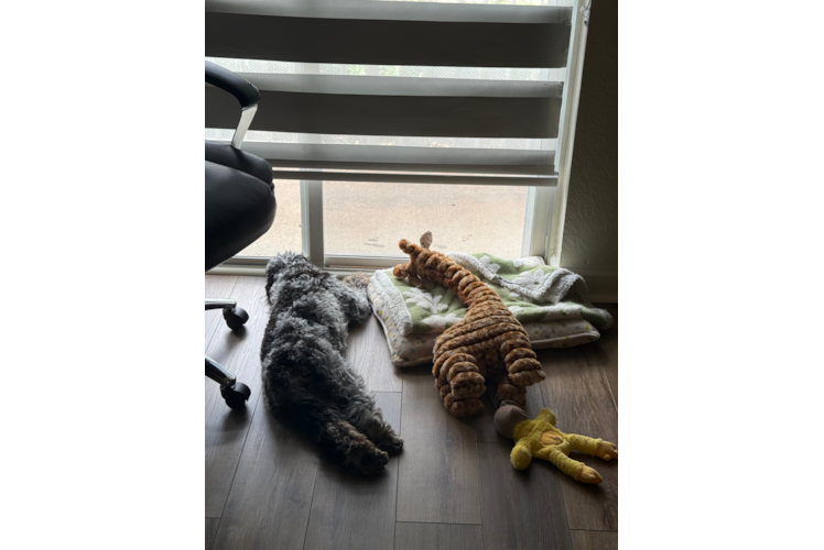 Hypoallergenic Cavadoodle Poodle Mix Puppy