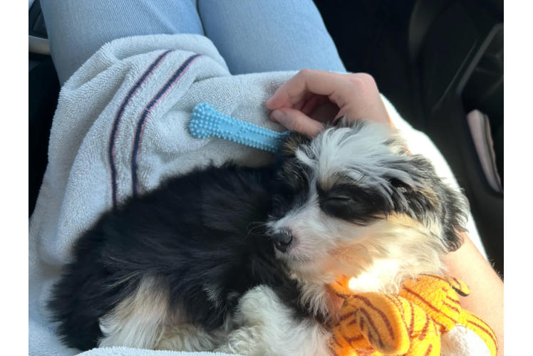 Hypoallergenic Aussiepoo Poodle Mix Puppy