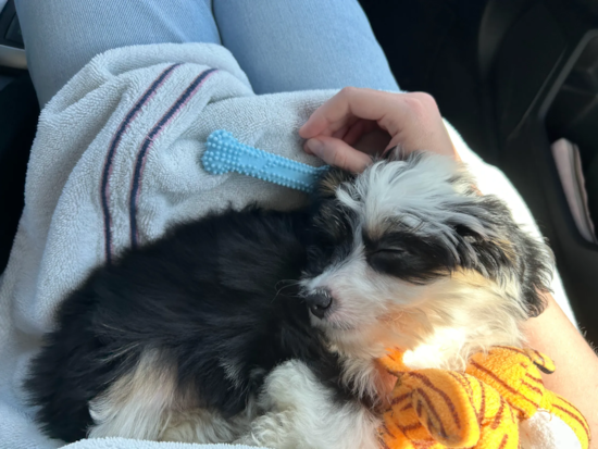 Oakley Bleu 