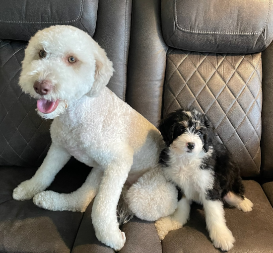Mini Bernedoodle