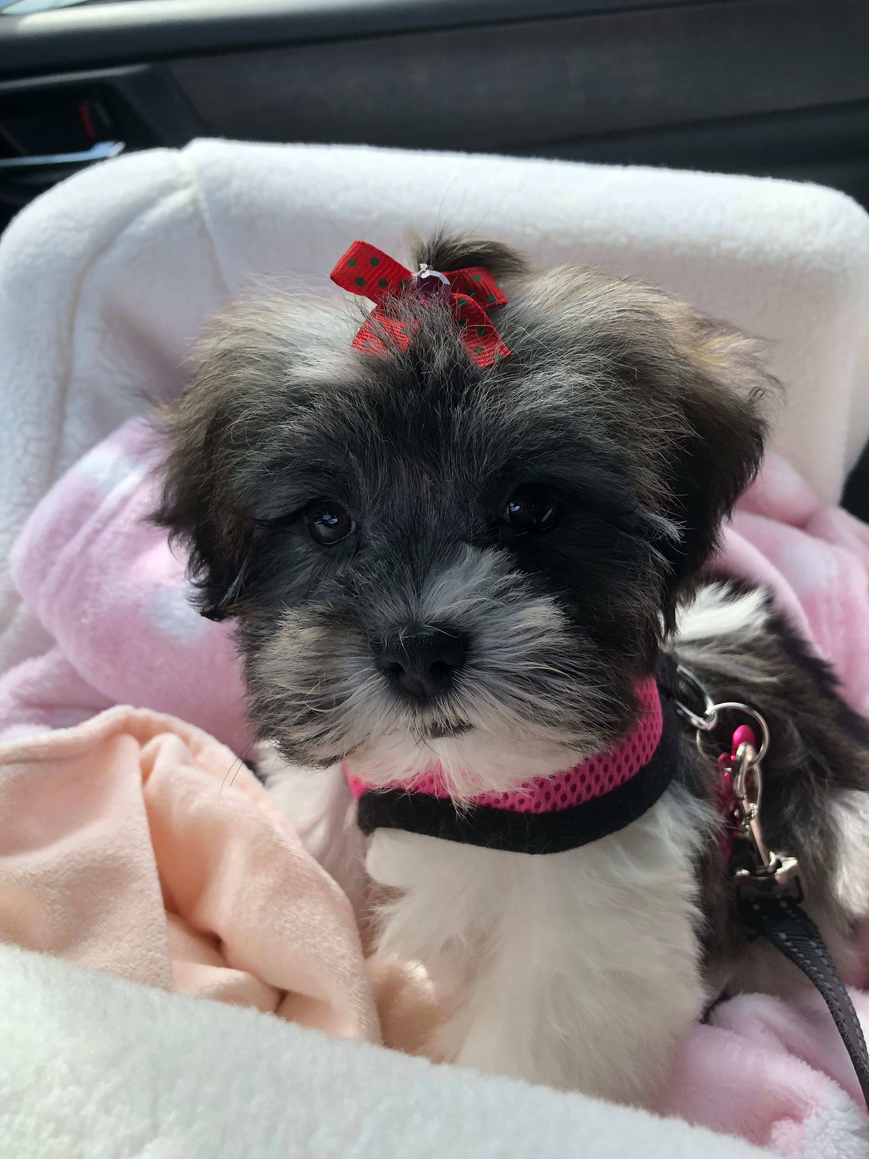 Playful Havanese Baby