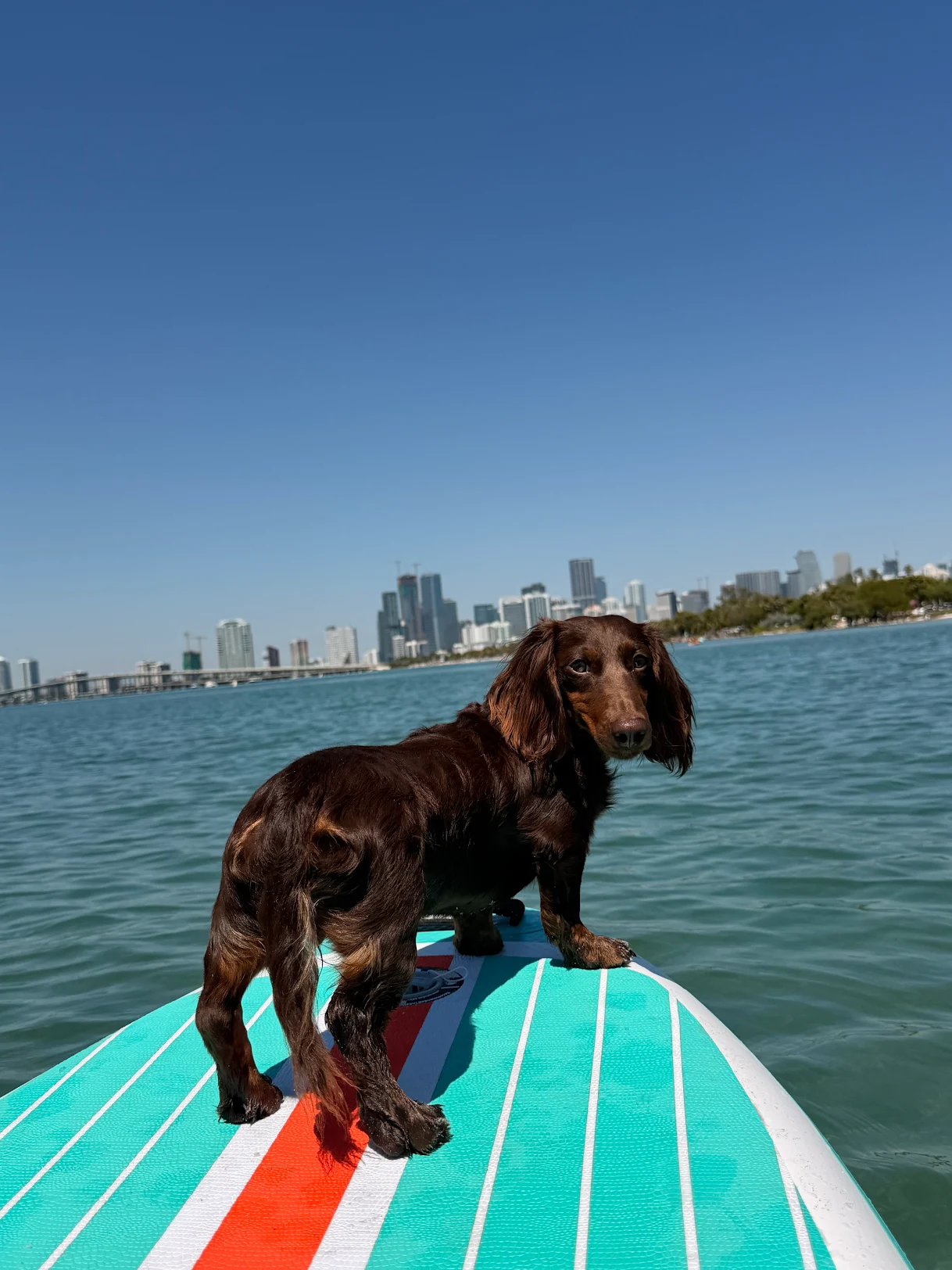 Dachshund Puppy for Adoption