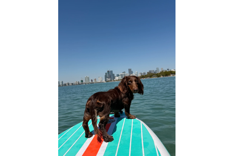 Dachshund Puppy for Adoption