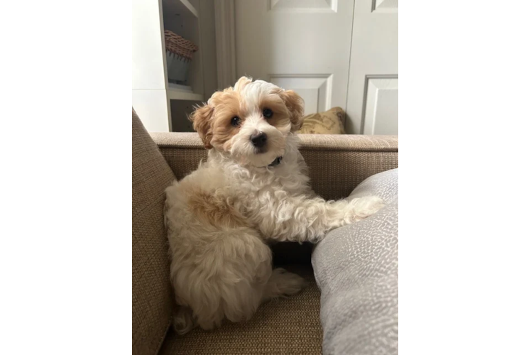 Happy Maltipoo Baby