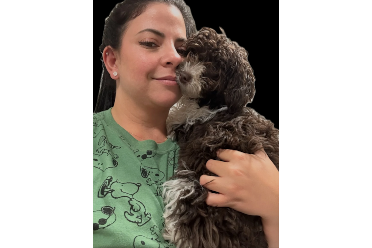 Energetic Bichpoo Poodle Mix Puppy