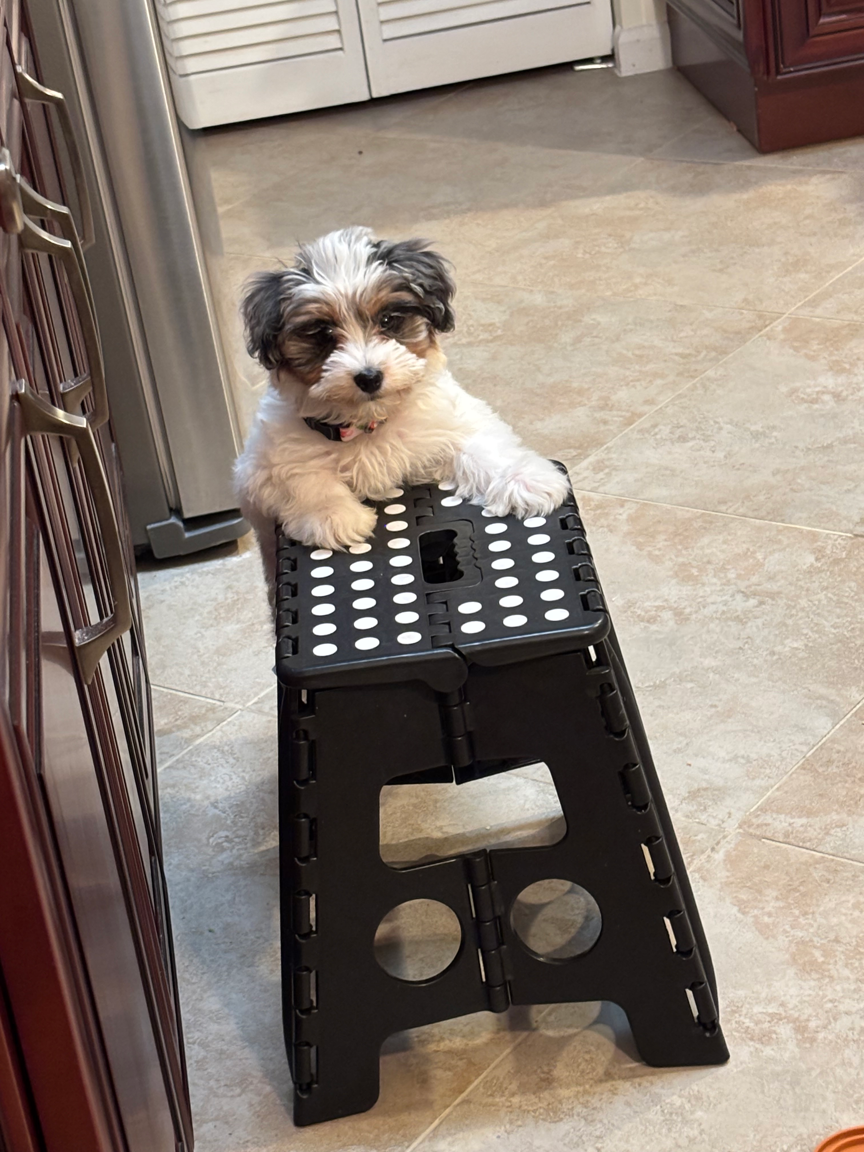Havapoo Pup Being Cute