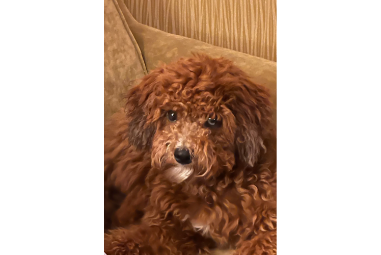 Hypoallergenic Cavadoodle Poodle Mix Puppy