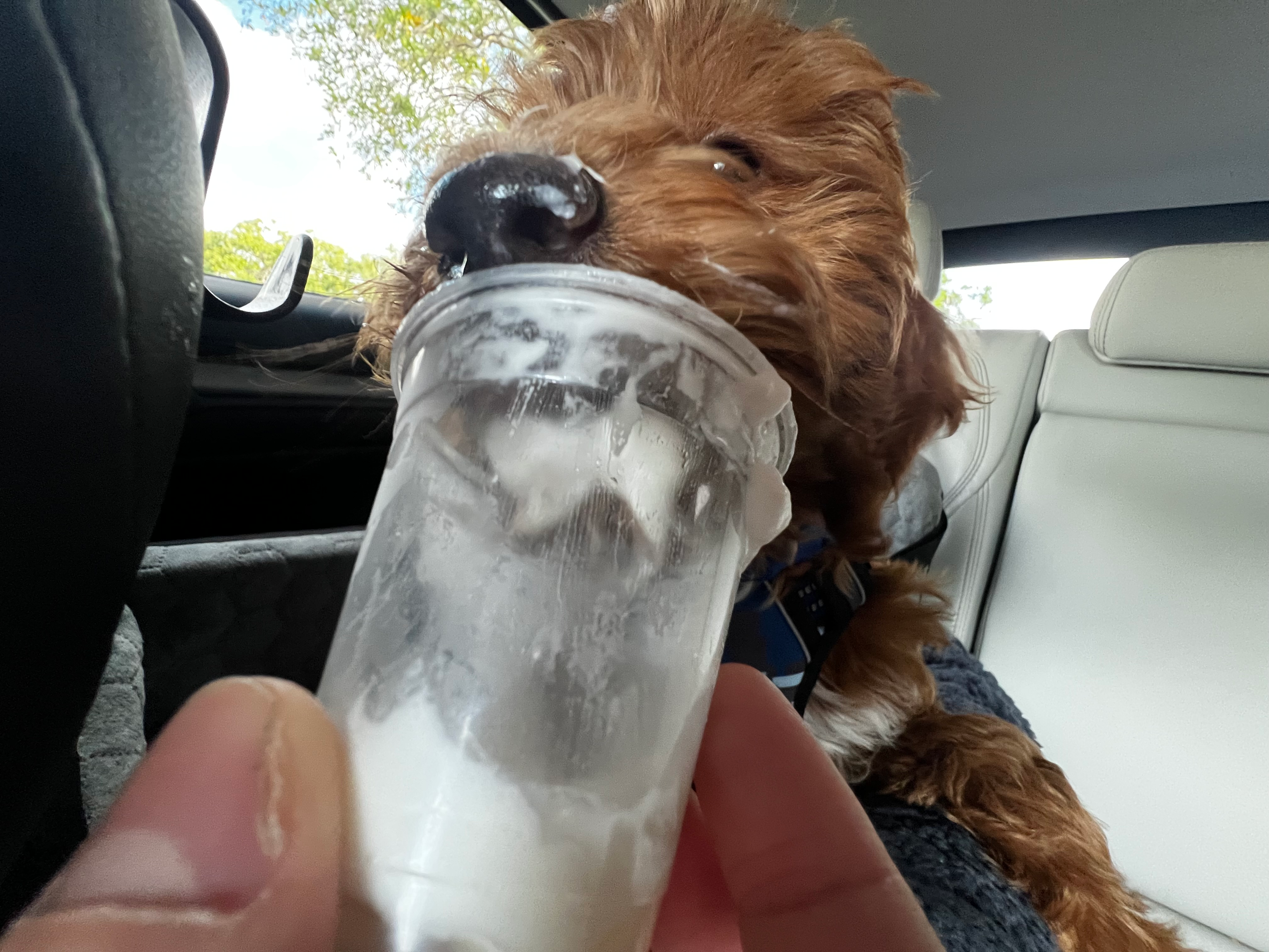 Petite Mini Goldendoodle Poodle Mix Pup