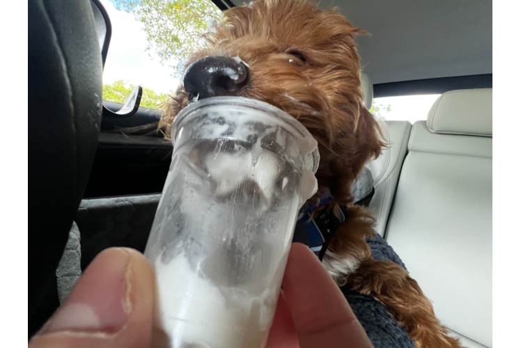 Petite Mini Goldendoodle Poodle Mix Pup