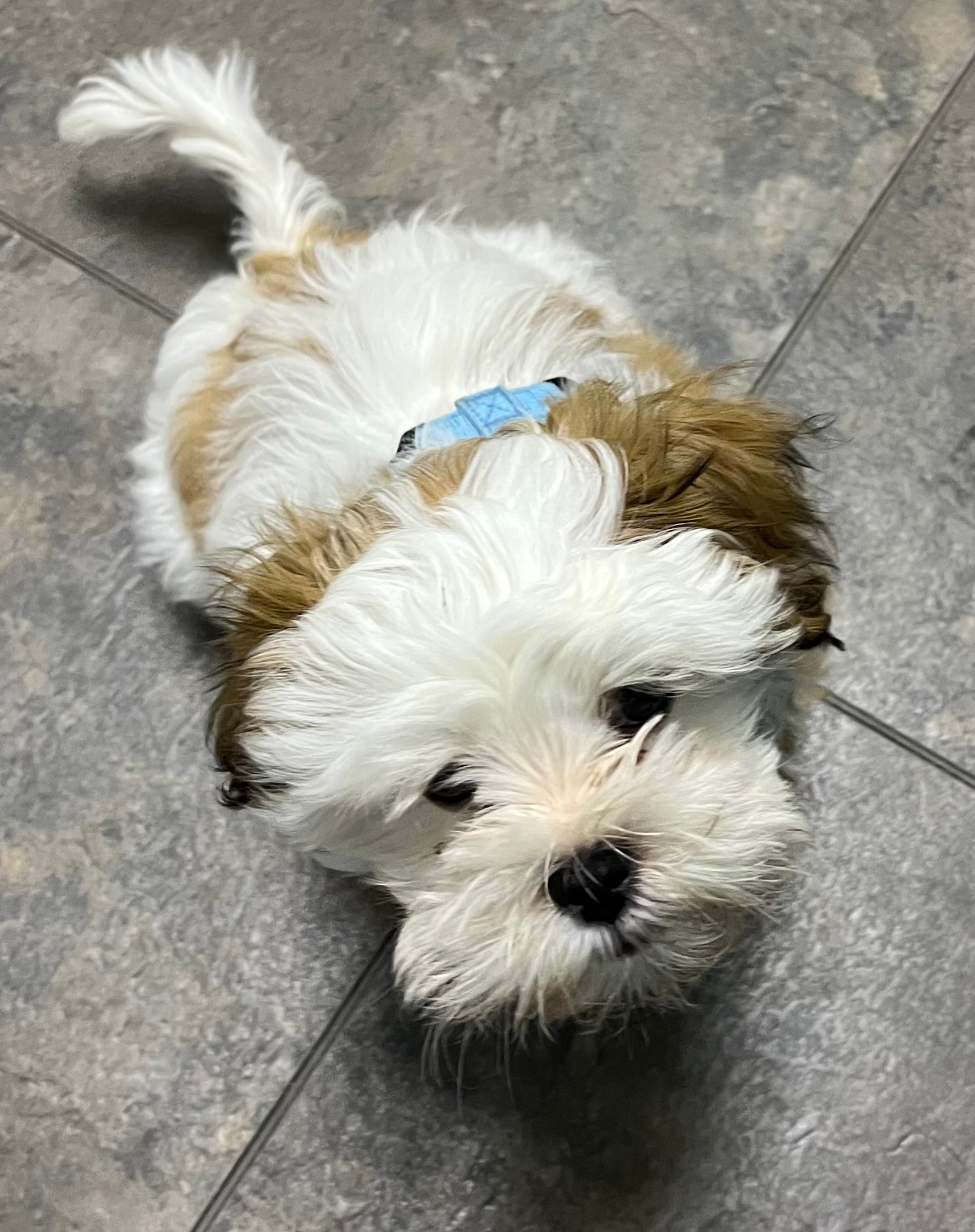 Best Teddy Bear Baby