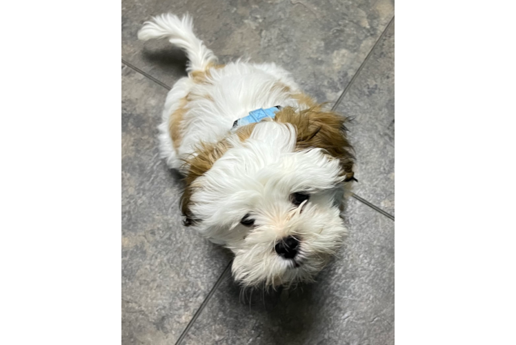 Best Teddy Bear Baby