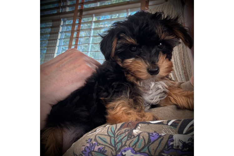 Popular Yorkie Poo Poodle Mix Pup