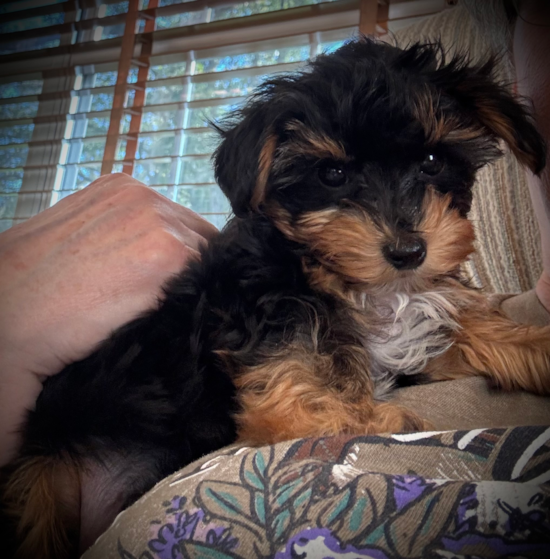 Yorkie Poo