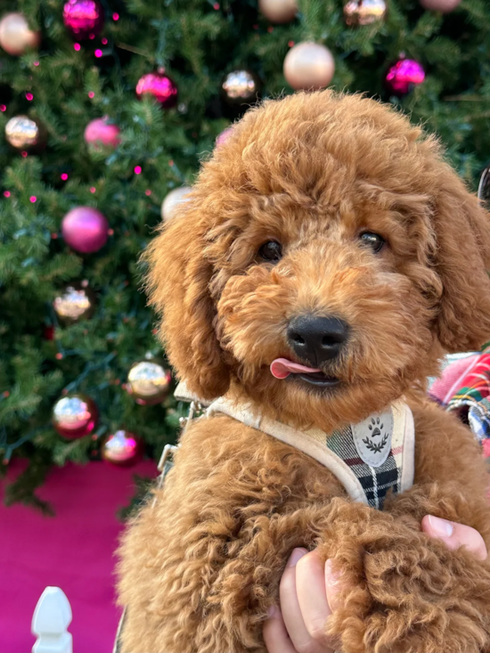 Mini Goldendoodle