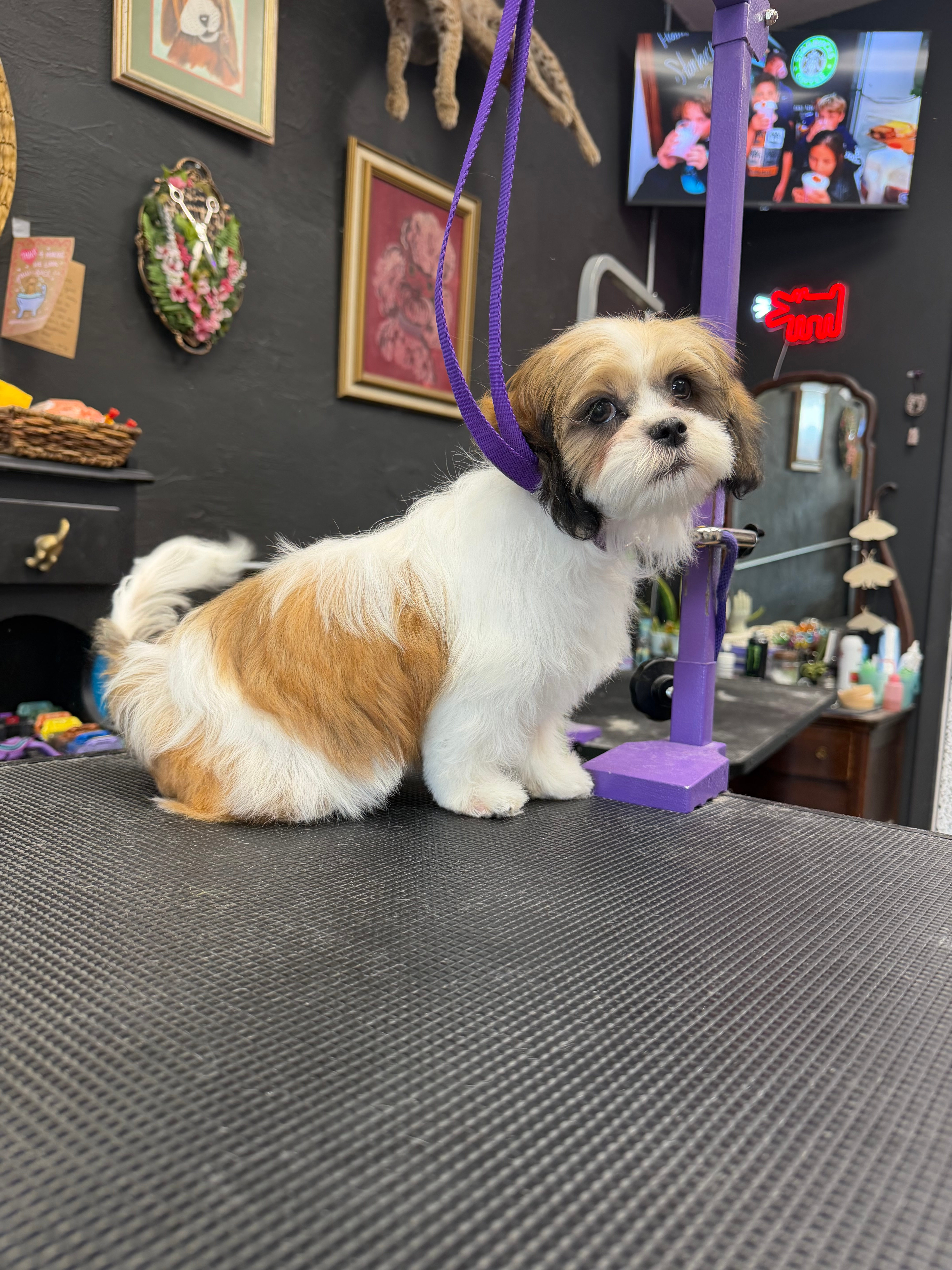 Teddy Bear Puppy for Adoption