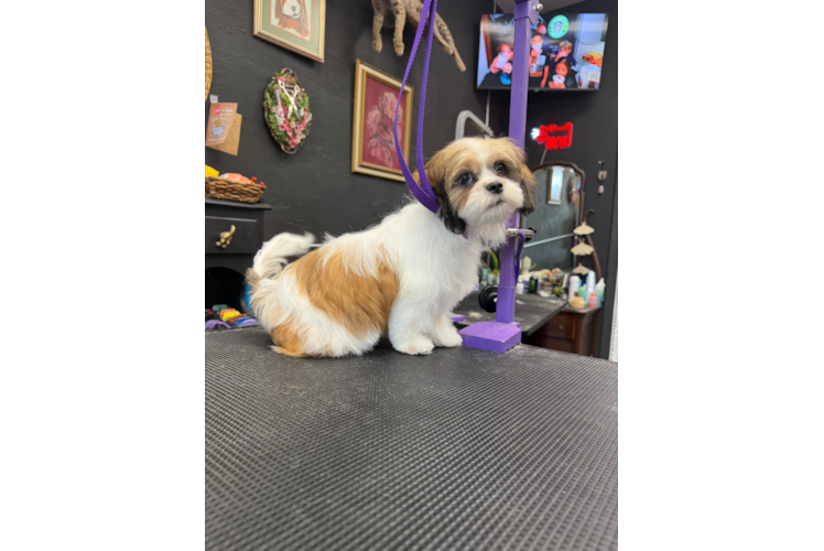 Teddy Bear Puppy for Adoption
