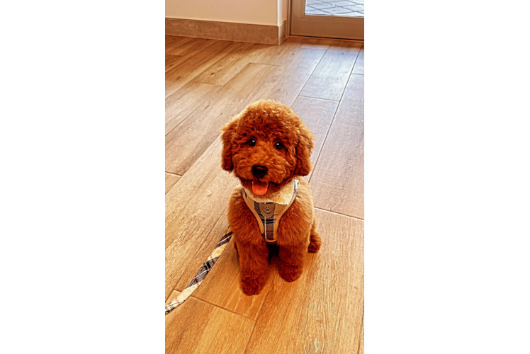 Mini Goldendoodle Puppy for Adoption
