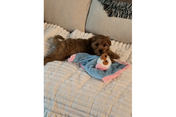 Petite Cavapoo Poodle Mix Pup