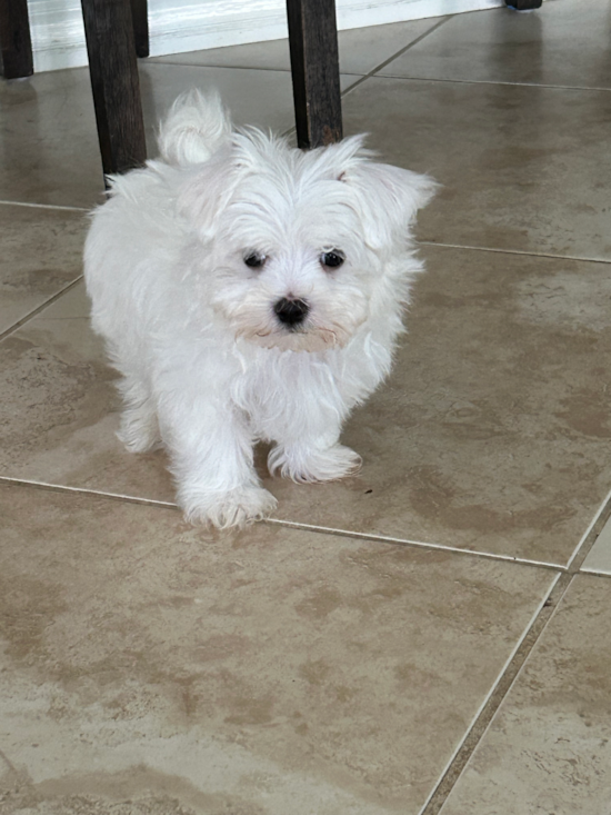 Maltese