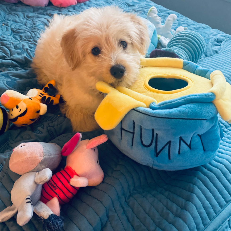 Little Mini Pomskydoodle Poodle Mix Pup