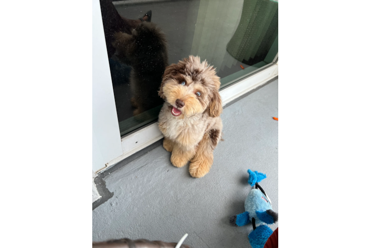 Cute Poodle Baby