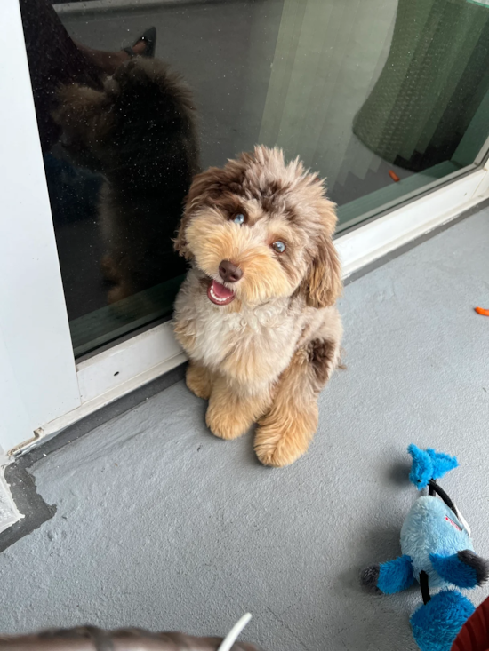 BANJO