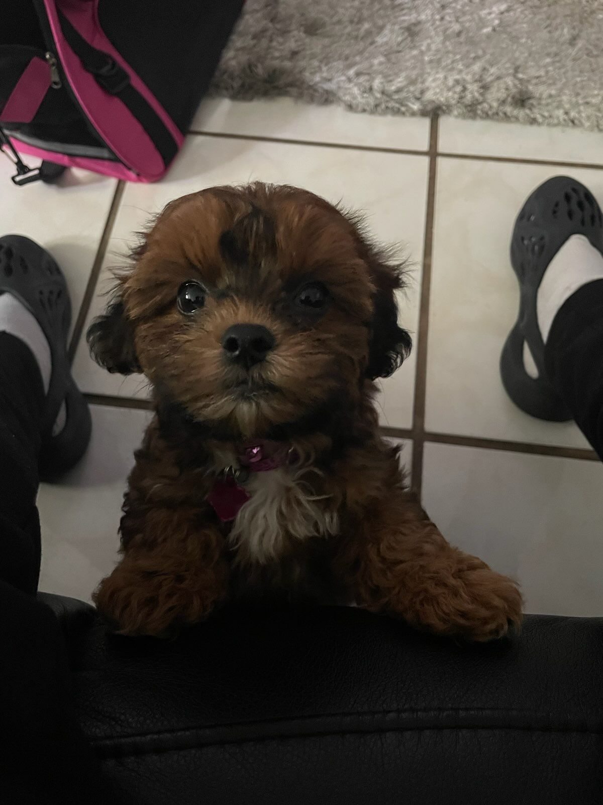 Shih Poo Puppy for Adoption