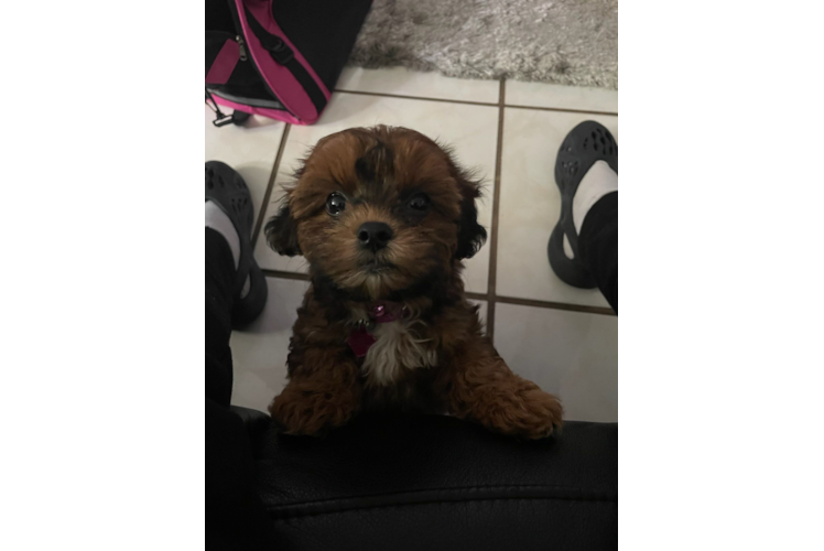 Shih Poo Puppy for Adoption