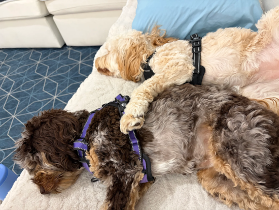 Cockapoo