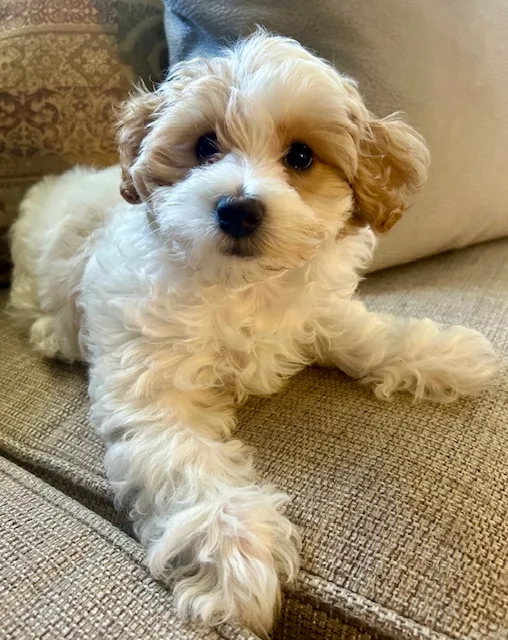Maltipoo