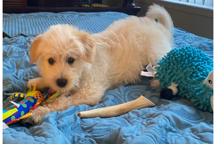 Pomsky Pup Being Cute