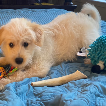 Mini Pomskydoodle Being Cute