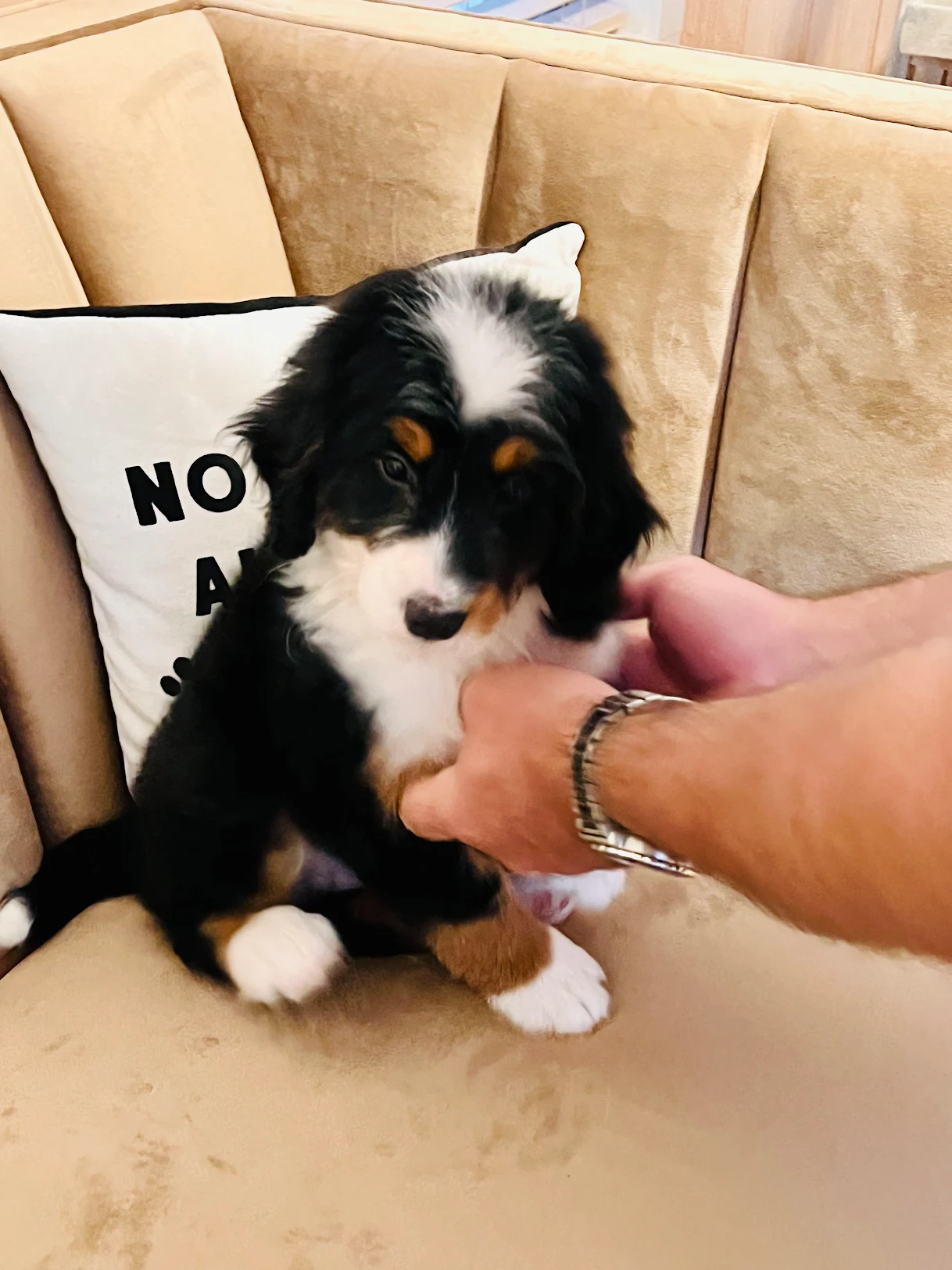 Cute Mini Bernedoodle Baby