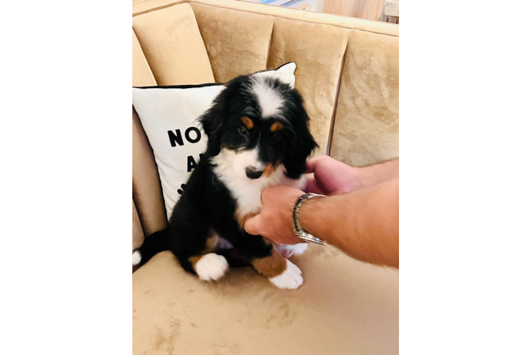 Cute Mini Bernedoodle Baby