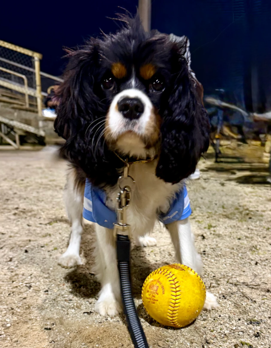 Cavalier King Charles Spaniel