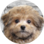 Pomapoo Puppy For Sale - Seaside Pups Pomapoo Puppy For Sale - Seaside Pups