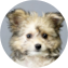 Pomachon Puppy For Sale Seaside Pups Pomachon Puppy For Sale - Seaside Pups