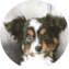 Mini Aussie Puppy For Sale - Seaside Pups Mini Aussie Puppy For Sale - Seaside Pups