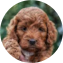 Mini Irish Doodle Puppy For Sale - Seaside Pups Mini Irish Doodle Puppy For Sale - Seaside Pups