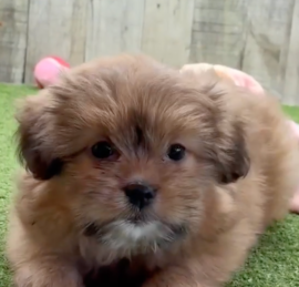 Pomshi Puppies For Sale - Seaside Pups