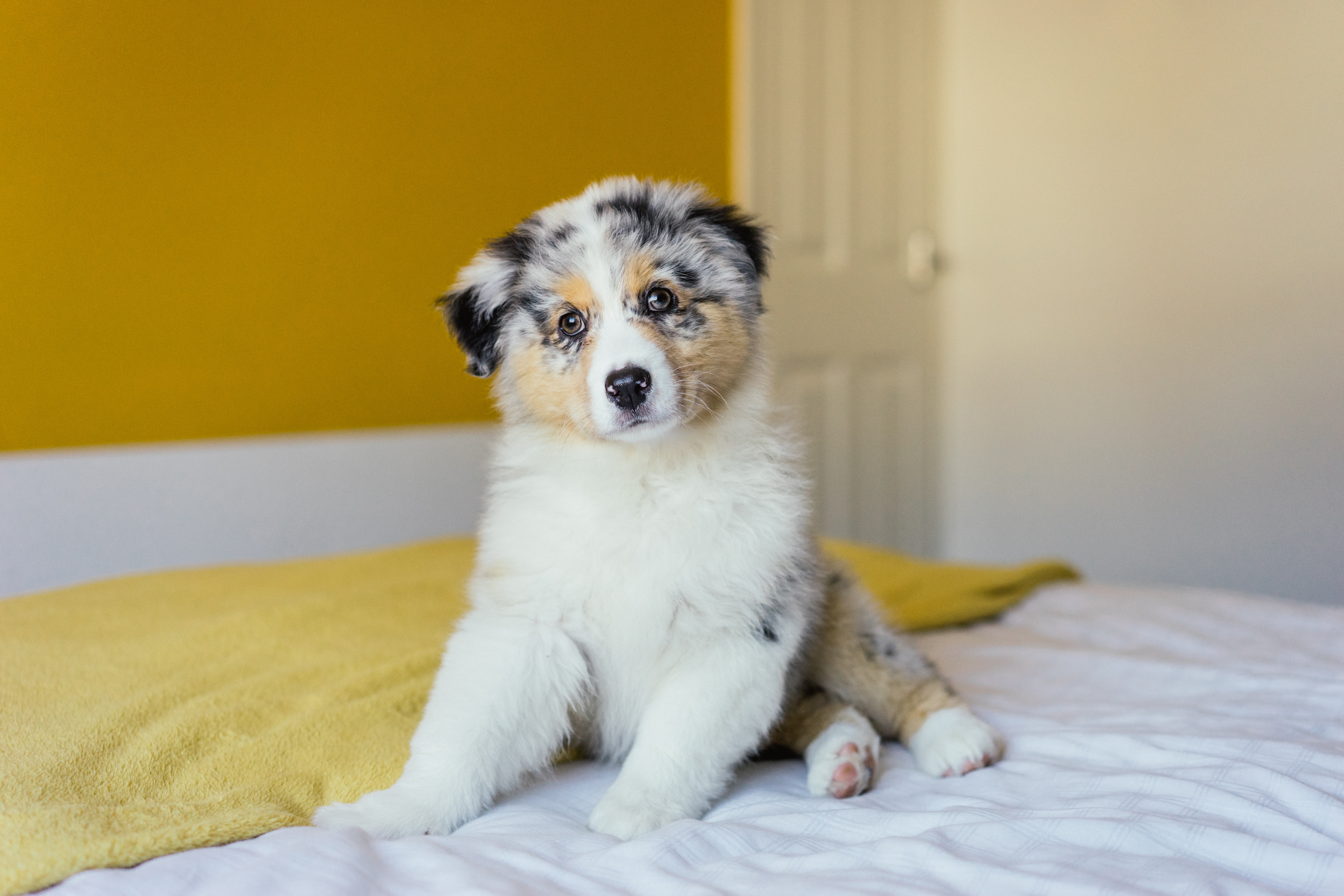 Purebred mini orders australian shepherd price