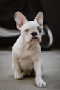 Cute Frenchie Purebred Pup