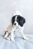 Cavalier King Charles Spaniel Being Cute