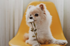 Pomeranian Being Cute