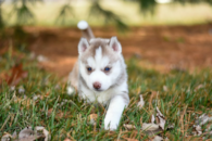 Pomsky Being Cute