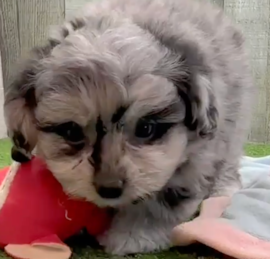 Bichonaranian Puppies For Sale - Seaside Pups