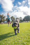 Cavapoo Being Cute