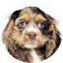 Cocker Spaniel Puppy For Sale - Seaside Pups Cocker Spaniel Puppy For Sale - Seaside Pups